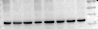 Western Blot（WB）实验科研小白系列-上