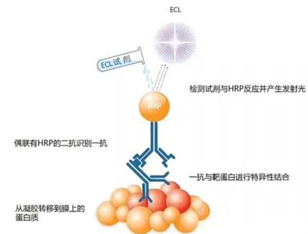 手把手教你搞定WB实验！保姆级教程让结果一次成功！