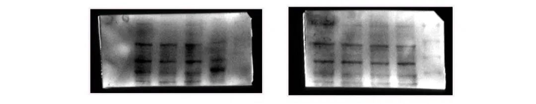 Western Blot（WB）实验科研小白系列-上