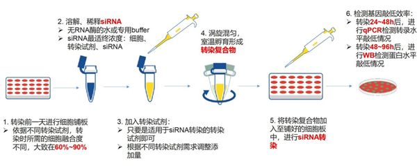 细胞转染：微观世界的“快递”秘籍