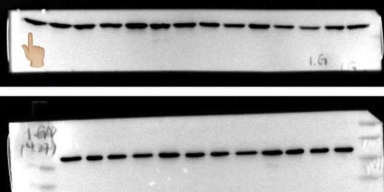 Western Blot（WB）实验科研小白系列-上