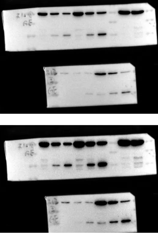 Western Blot（WB）实验科研小白系列-上