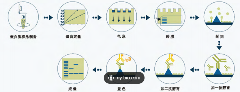 Western Blot（WB）实验科研小白系列-上