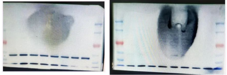 Western Blot（WB）实验科研小白系列-上
