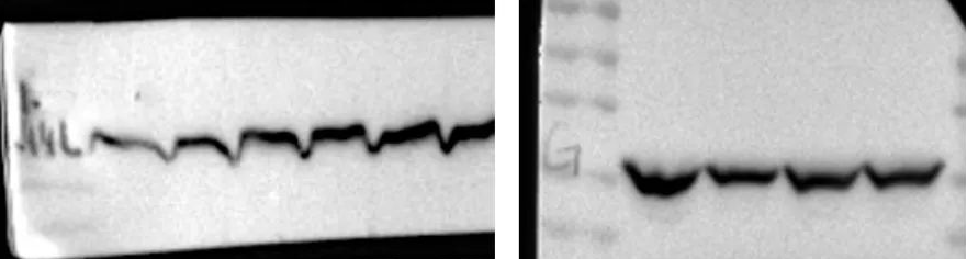 Western Blot（WB）实验科研小白系列-上