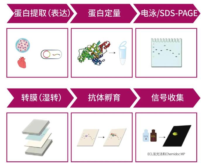 Western Blot（WB）实验科研小白系列-上