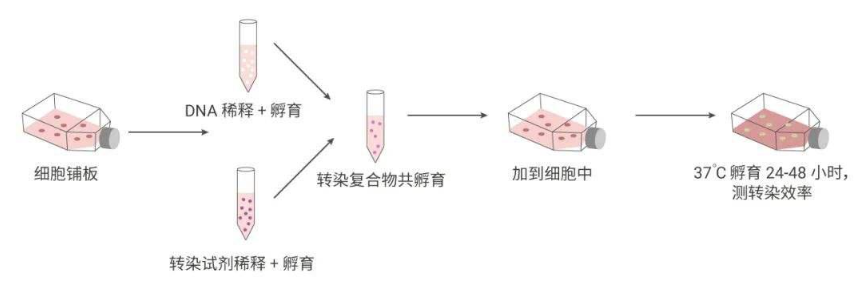 细胞转染：给细胞的“微观快递”如何精准送达？