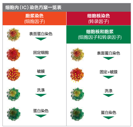 流式胞内及核内蛋白染色方案，需要的看过来！