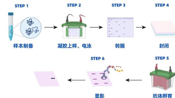 手把手教你搞定WB实验！保姆级教程让结果一次成功！