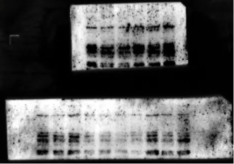 Western Blot（WB）实验科研小白系列-上