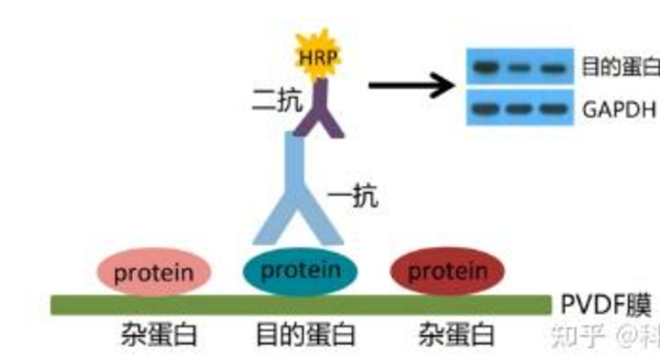 手把手教你搞定WB实验！保姆级教程让结果一次成功！