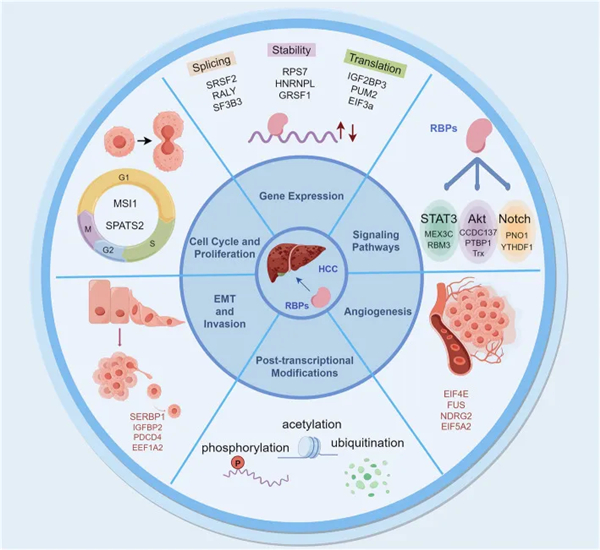 探索肝细胞癌中的RNA结合蛋白：机制与治疗潜力见解