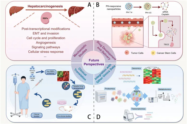 探索肝细胞癌中的RNA结合蛋白：机制与治疗潜力见解