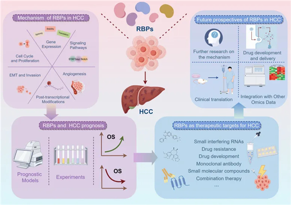 探索肝细胞癌中的RNA结合蛋白：机制与治疗潜力见解