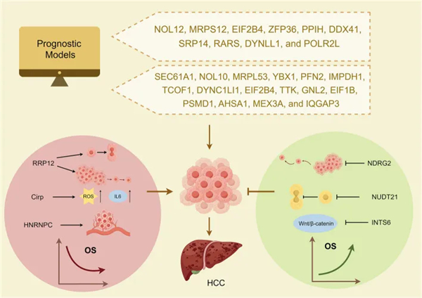 探索肝细胞癌中的RNA结合蛋白：机制与治疗潜力见解